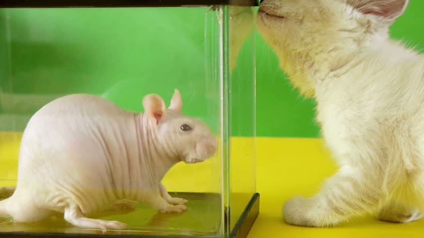 Rat vs Kitten (HD)  Hairless rat looking around inside a glass cage while kitten is interested in it.