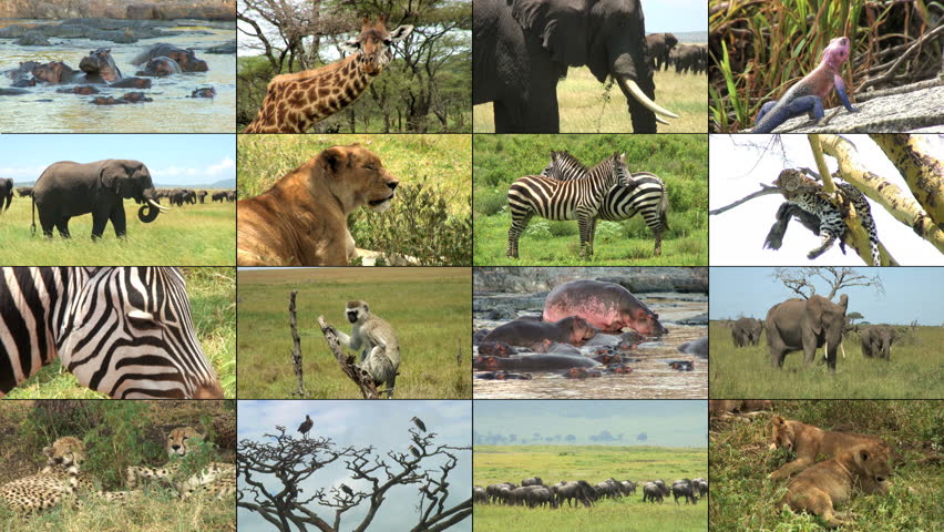 Montage Safari Wild Animals Sixteen Video Stock Footage Video (100%  Royalty-free) 2338154 | Shutterstock