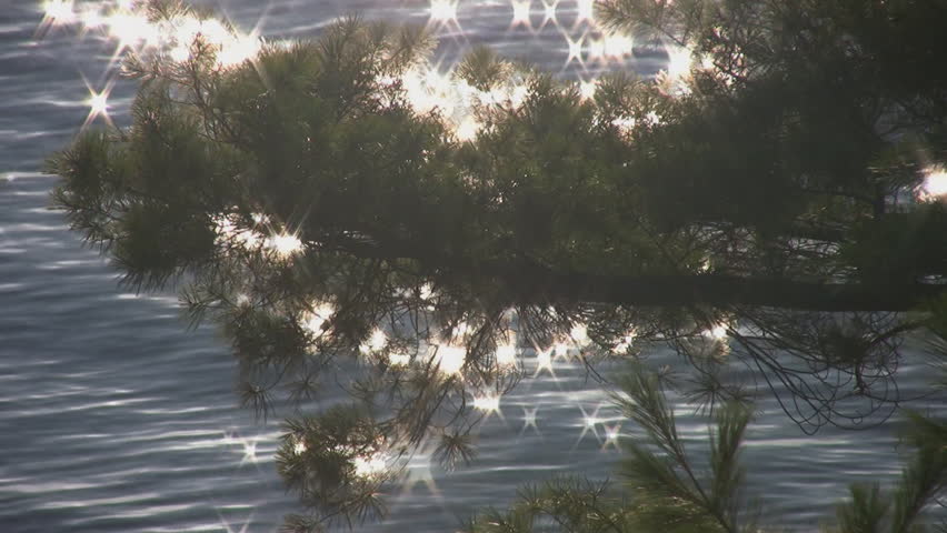 Reflections from lake sparkle through lakeside pine tree. Backlit haze. 
