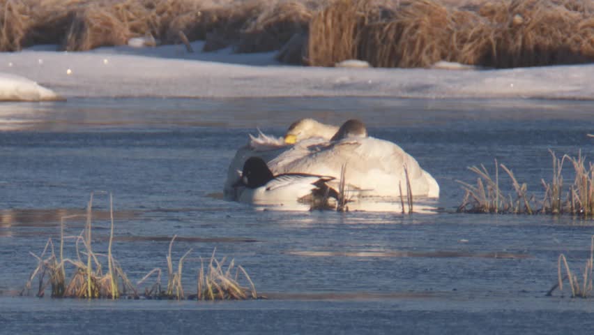 goldeneye duck