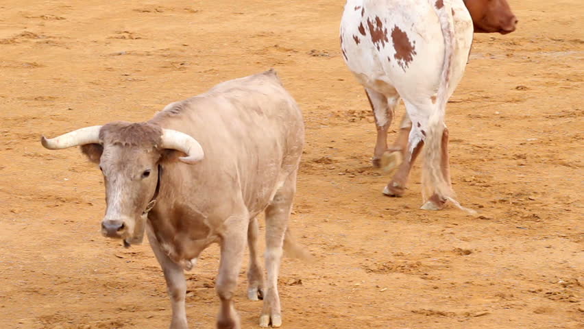 Powerful spanish bull, bullfight arena