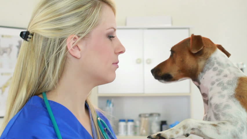 A pretty veterinarian playful interaction with terrier dog patient.