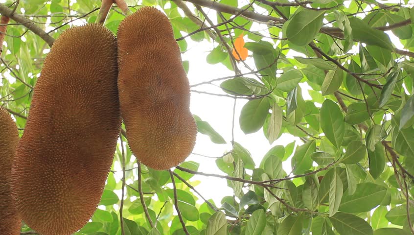 Jackfruit