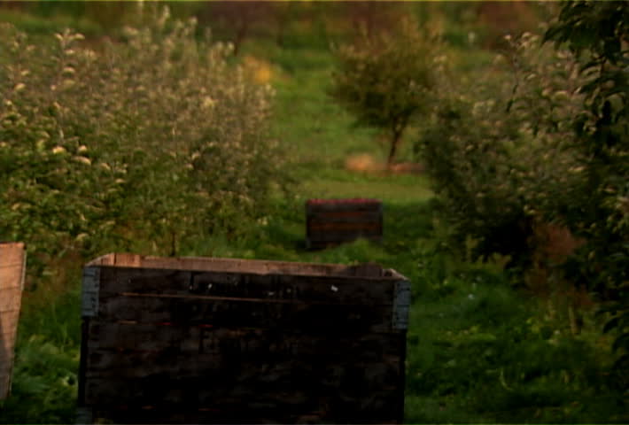 Farm laborer picks apples