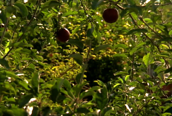 Farm worker picks apples