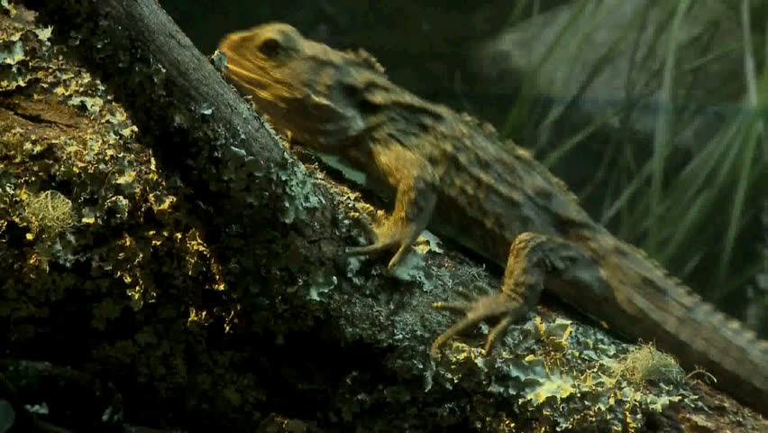 A Tuatara climbing a tree, Tuataraâs are an endangered species of lizard living in New Zealand