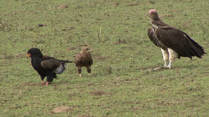 The Nubian Vulture, Tawny Eagle, and Bateleur Eagle feed on afterbirth in Tanzania, Africa.
