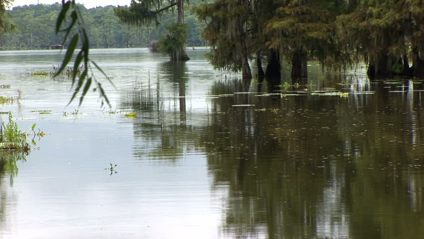 Cypress trees and other foliage mirrored in the waters of a large swamp.