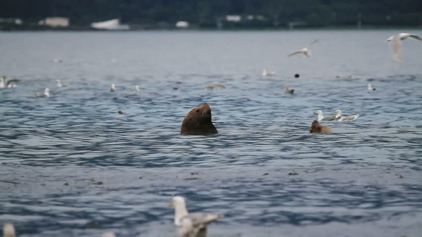 Sea lion, Stellar, swimming towards large school of salmon to catch and eat as seagulls float nearby waiting for scraps.