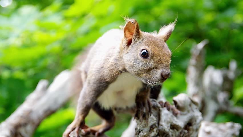 Hokkaido Squirrel watching out for something