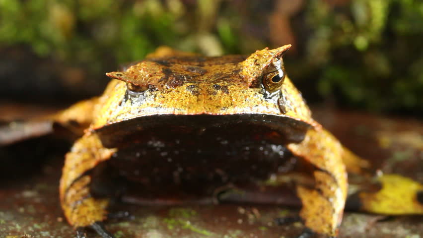 Spix's Horned Treefrog (Hemiphractus scutatus). An extremely rare frog from Ecuador.