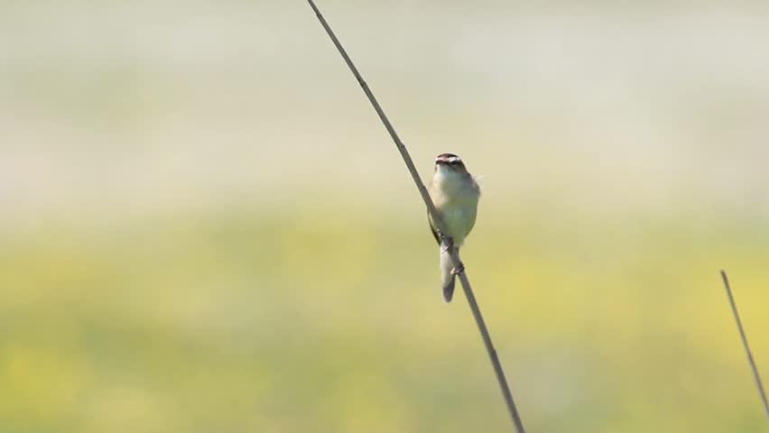 A Sedge Warbler (Acrocephalus schoenobaenus) singing on the reed 
