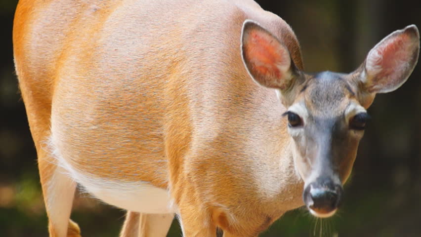 Whitetail Deer pregnant female, Whitetail Deer (Odocoileus virginianus) in Georgia, Slow-motion, 1/2 natural speed
