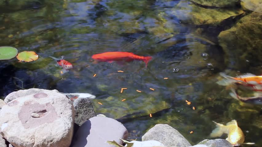 Koi fish in fishpond eating pellet fish food.
