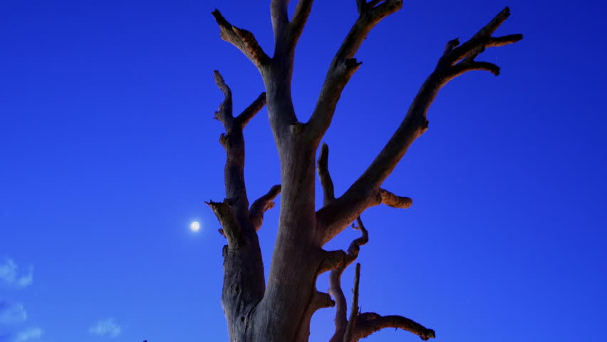 A motion camera timelapse of an old dead tree. The camera subtly dollys in toward the tree as the light fades from the sky.