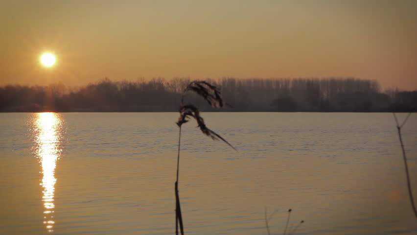 Family of ducks crossing the reflexion of a sunrise in a lake.