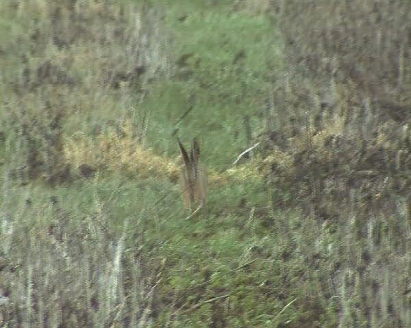 Wild frightened hare rabbit running through fields and stop. Natural fauna.