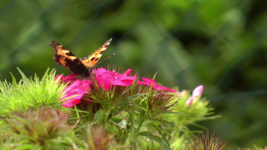 aglais urticae nectar closeup