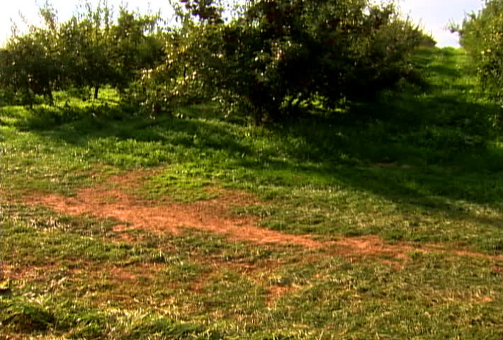 Tractor pulls apple crates through orchard