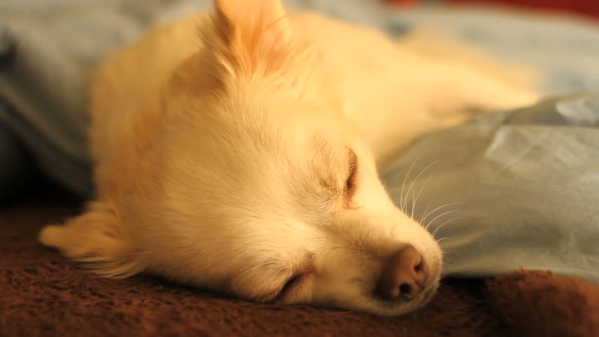 White puppy dog waking in cute, adorable Close Up