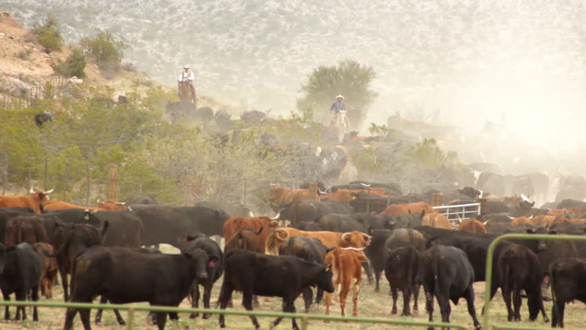 Cattle Herd and Cowboys in Dust HD 30P 8s: Long shot of a herd of cattle coming in from the range. Dust and cowboys round up the cattle and bring them in for the season.
