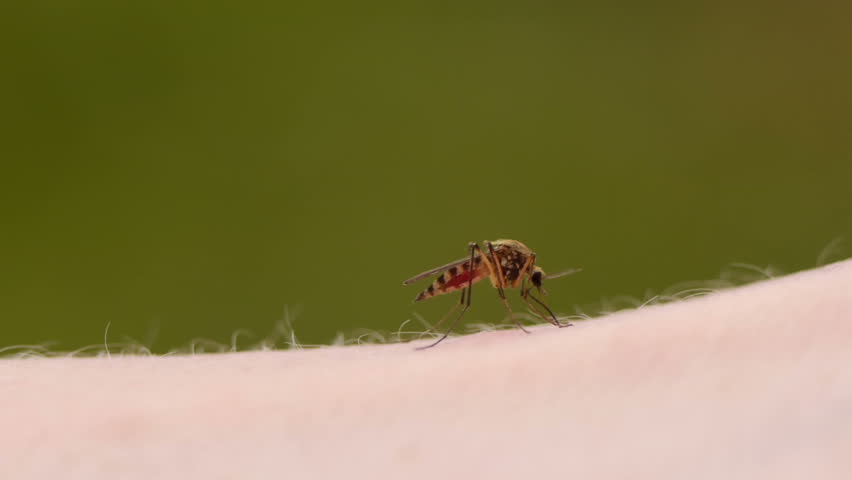 Close-up of a mosquito blood sucking on human skin
