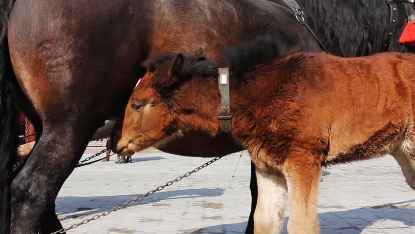 small foal drink some milk from his mother and then do exercise with legs, close-up