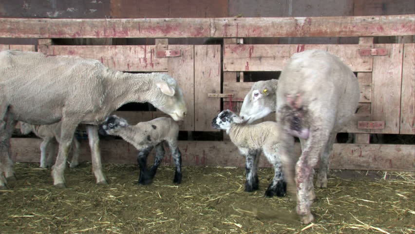Lambing shed with newborn lambs with the ewe. Feeding of mother. Close up of lambs and sheep. Central Utah.