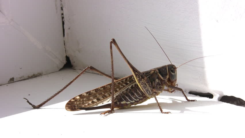 locust