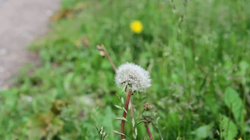Dandelion in the wind