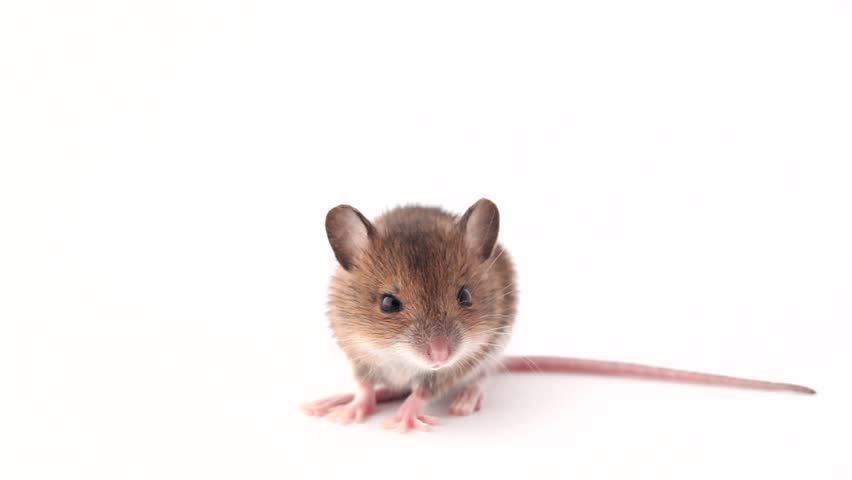 Image result for little mouse