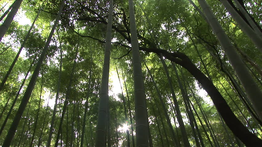 Bamboo forest in Kyoto Japan