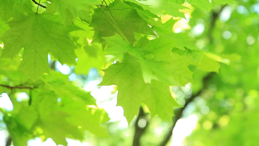 Green leaves.
Beautiful summer green maple tree swinging in the wind.