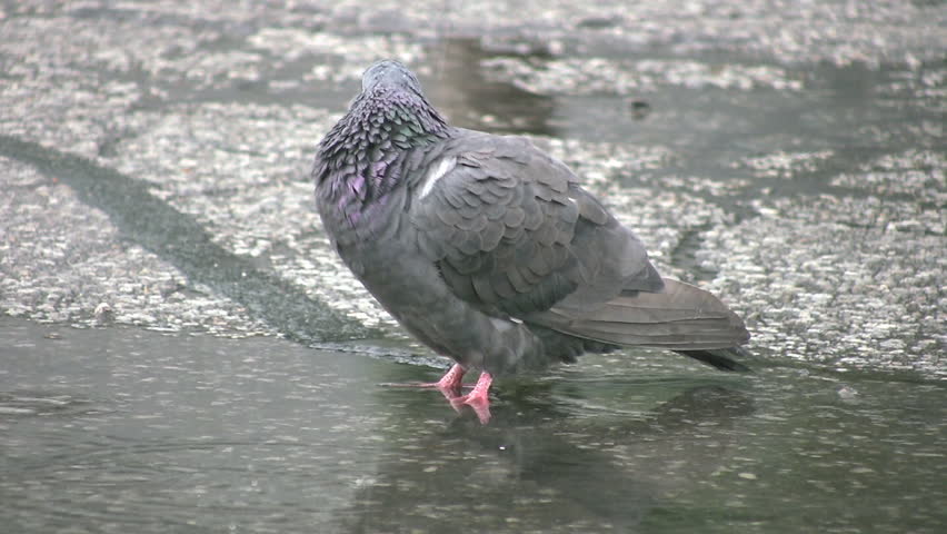 A pigeon in a puddle in the rain.