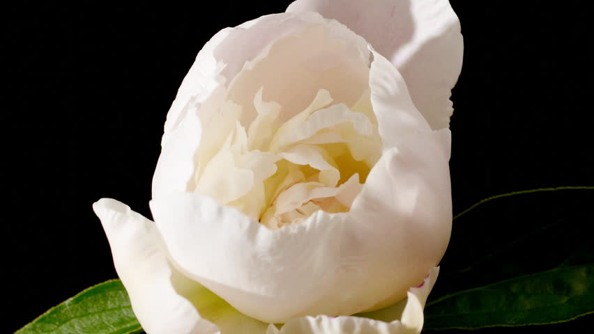 timelapse of peony flowering 