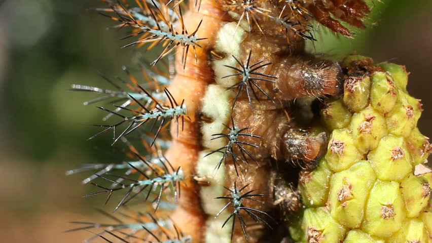 Larva of an Automeris moth (Saturniidae) With poisonous stinging hairs. In the Ecuadorian Amazon