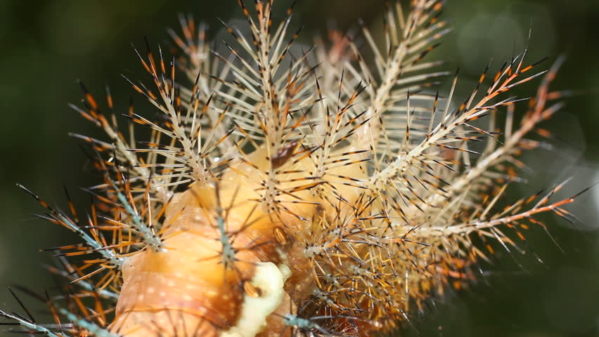 Larva of an Automeris moth (Saturniidae) With poisonous stinging hairs. In the Ecuadorian Amazon