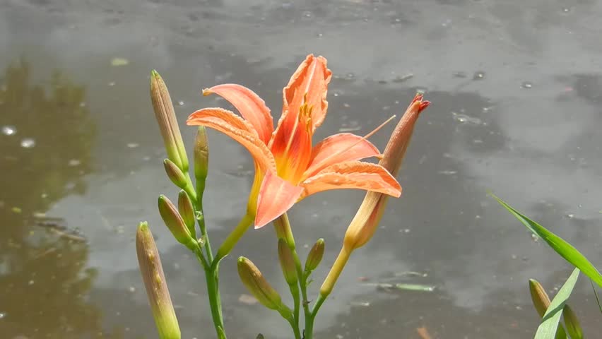 Orange Lilly Flower