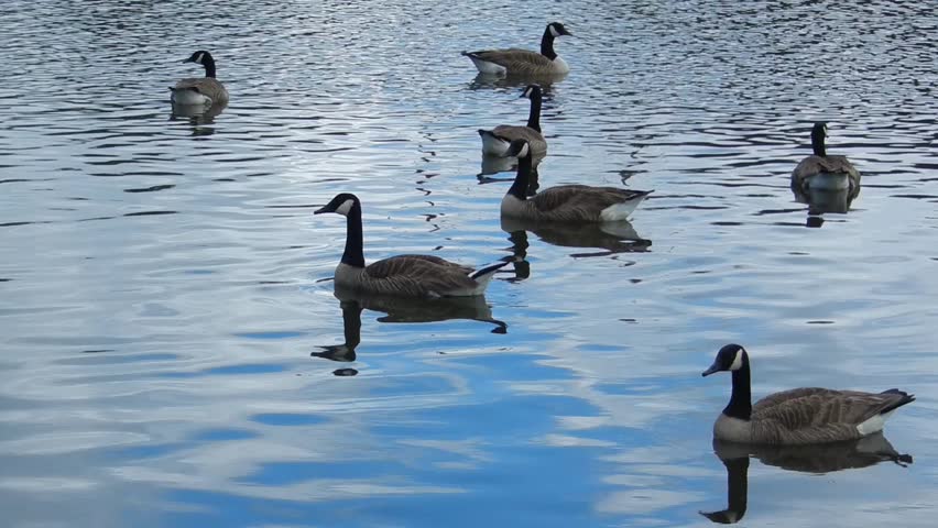 wild geese