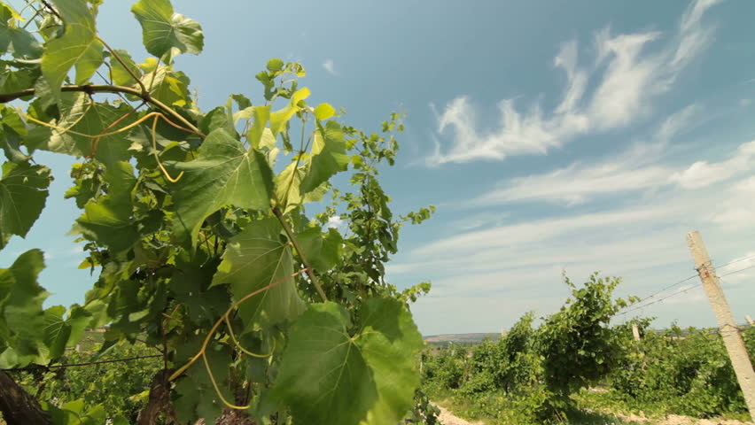 Summer Vineyard