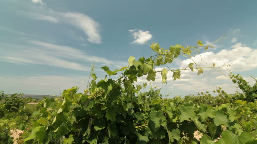 Grapevine Against Blue Sky
