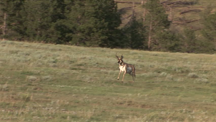 View of Pronghorn Antelope crossing a road at Custer State Park in South Dakota United States