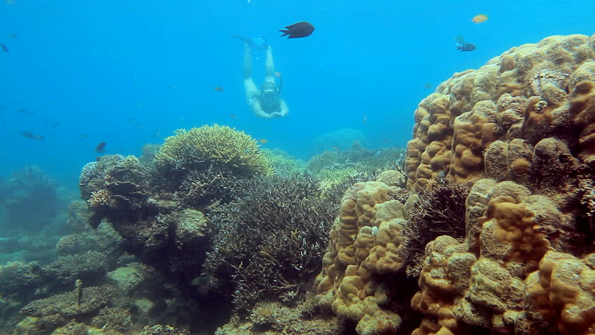 Young woman dives to explore the beautiful coral reef in clear blue water