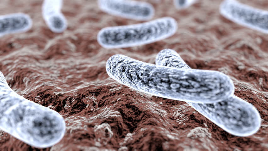 Escherichia Coli (E. Coli.)