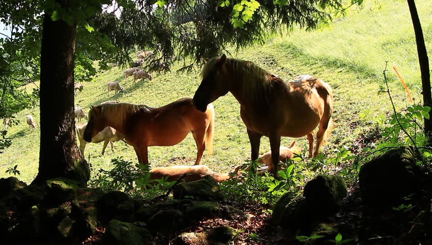 family of stallions 