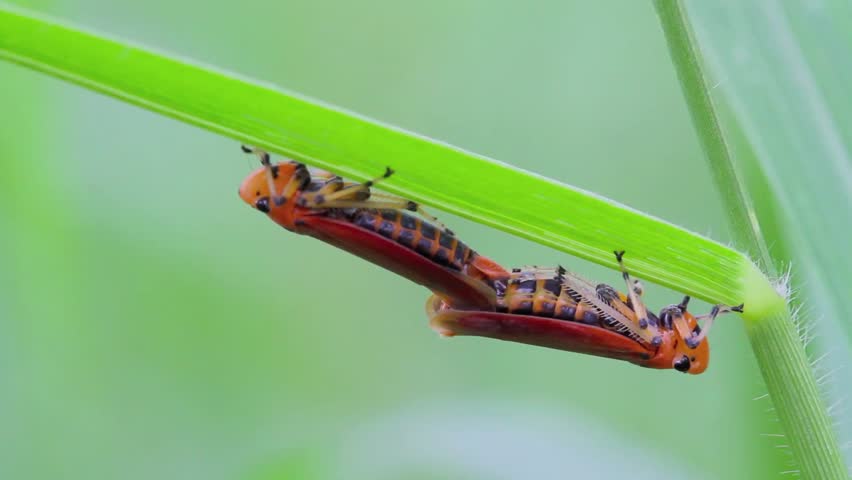hybridize insect