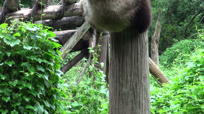 A panda climbs out of a tree