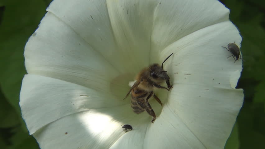 Bee Pollinating a White Flower, Macro