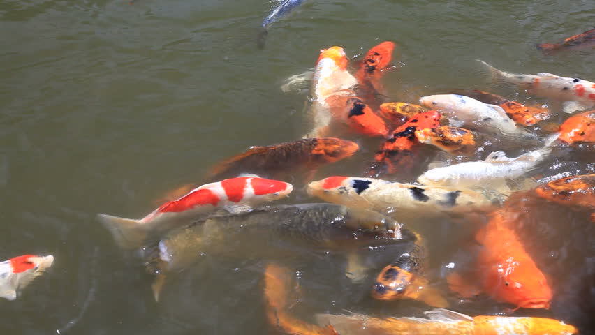 Koi fish swimming in pond freely in japanese Garden in Seattle, Washington State, USA.