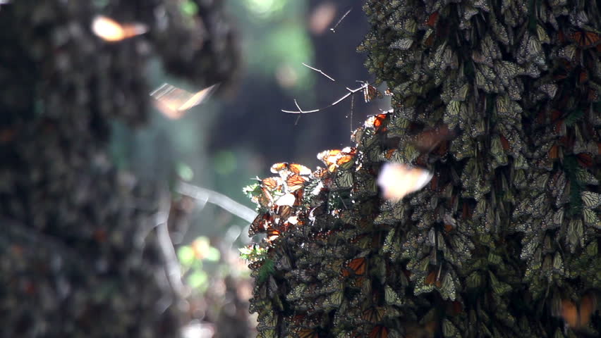 the amazing monarch butterfly sanctuary in mexico, where millions of butterflies return to each year from the USA and canada
